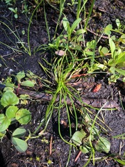 Isoetes nuttallii image