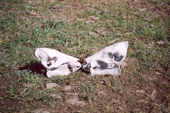 Pecari tajacu crassus