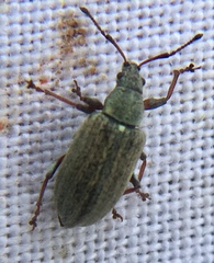 Phyllobius pyri
