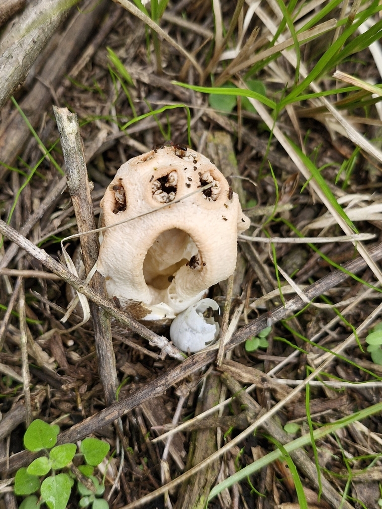 Clathrus argentinus · May 2024 · photo: © elbeltrocco (iNaturalist, cc-by)