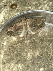 Catarhoe basochesiata