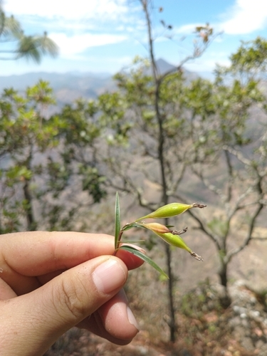 Epidendrum petacaense Hagsater, J.Duarte & Pio-Leon.A Habit.B.Inflorescence.C.Flower.D.Dissected, 2023 4