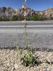 Penstemon bicolor roseus