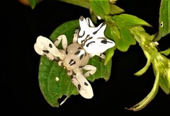 Epicadus heterogaster