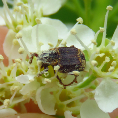 Valgus canaliculatus