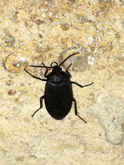 Penthe pimelia