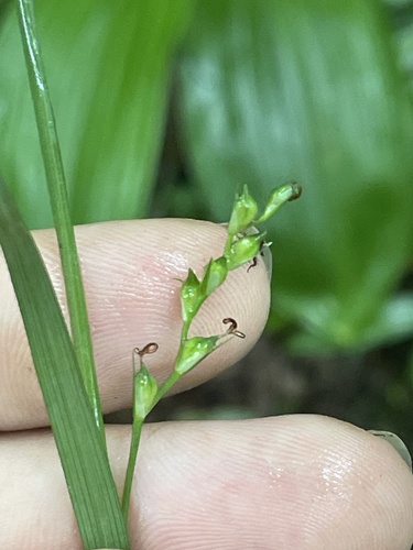 Radford's sedge (Carex radfordii)