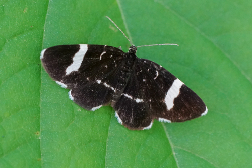 Trichobaptria