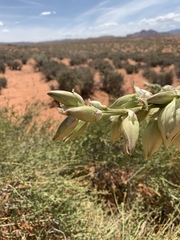 Yucca baileyi