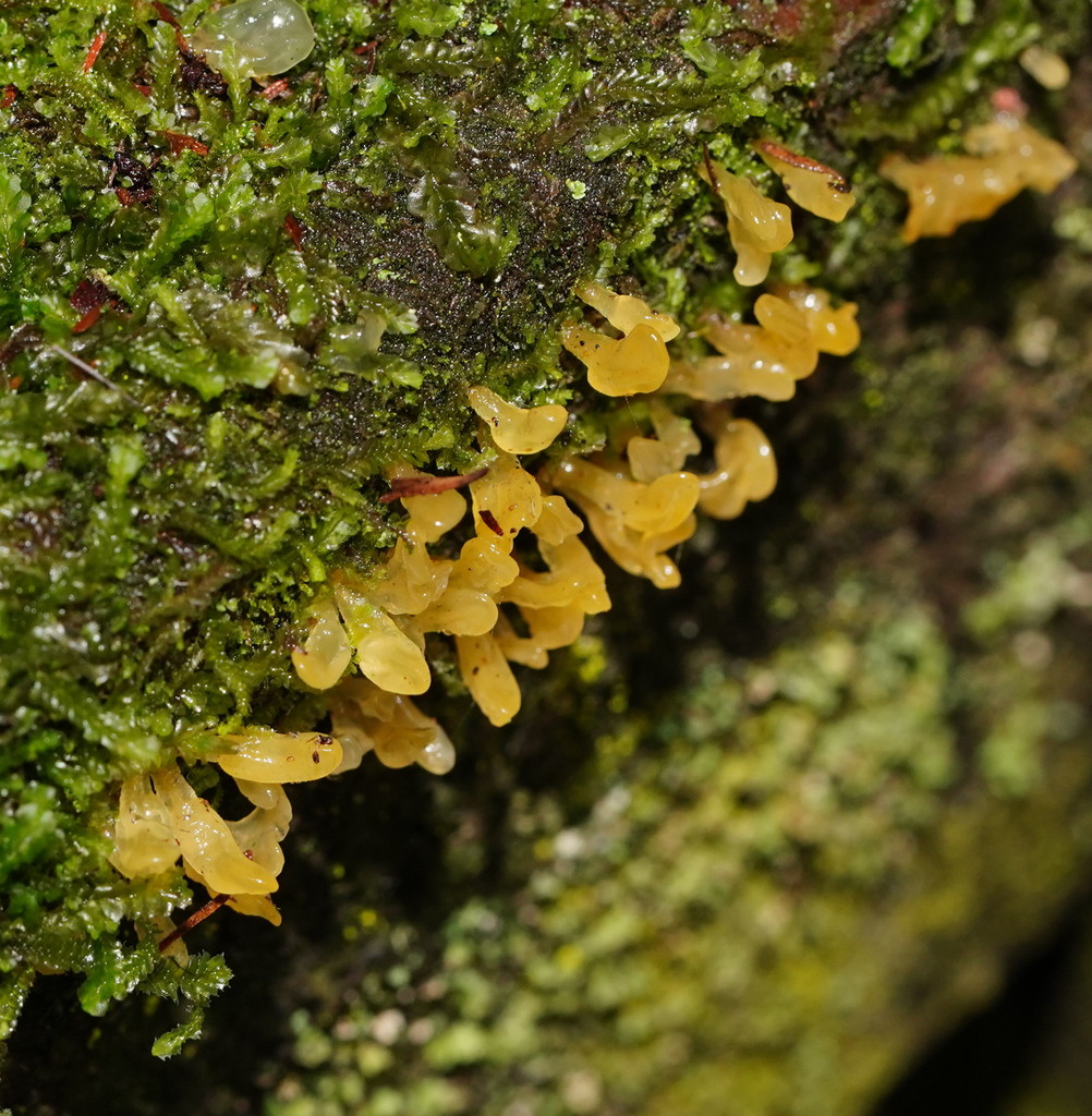 Calocera australis