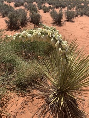 Yucca baileyi