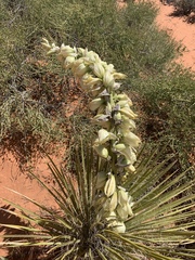 Yucca baileyi