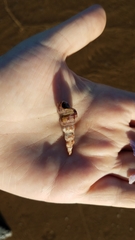 Pyrazus ebeninus