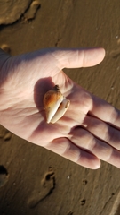 Laevistrombus canarium