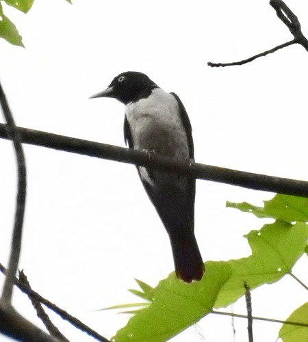 Oriolus mellianus
