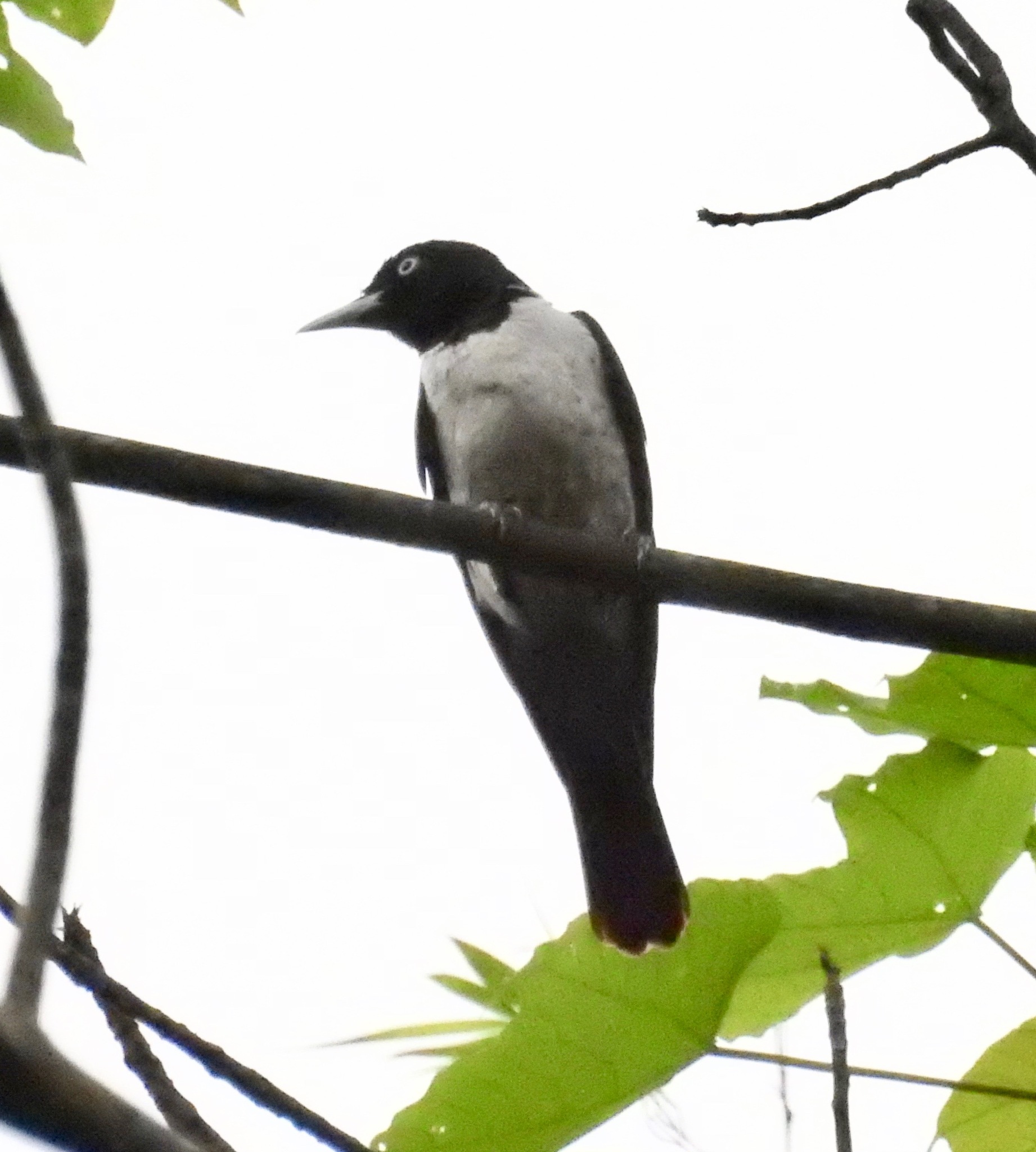Silver Oriole (Oriolus mellianus), photo 1
