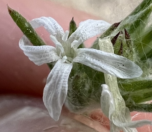 Great Basin Woollystar (Eriastrum sparsiflorum)
