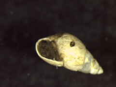 Odostomia