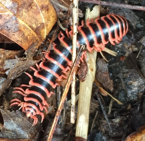 Sigmoria nigrimontis