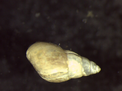 Odostomia