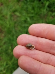 Praticolella berlandieriana
