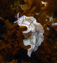 Eurylepta californica
