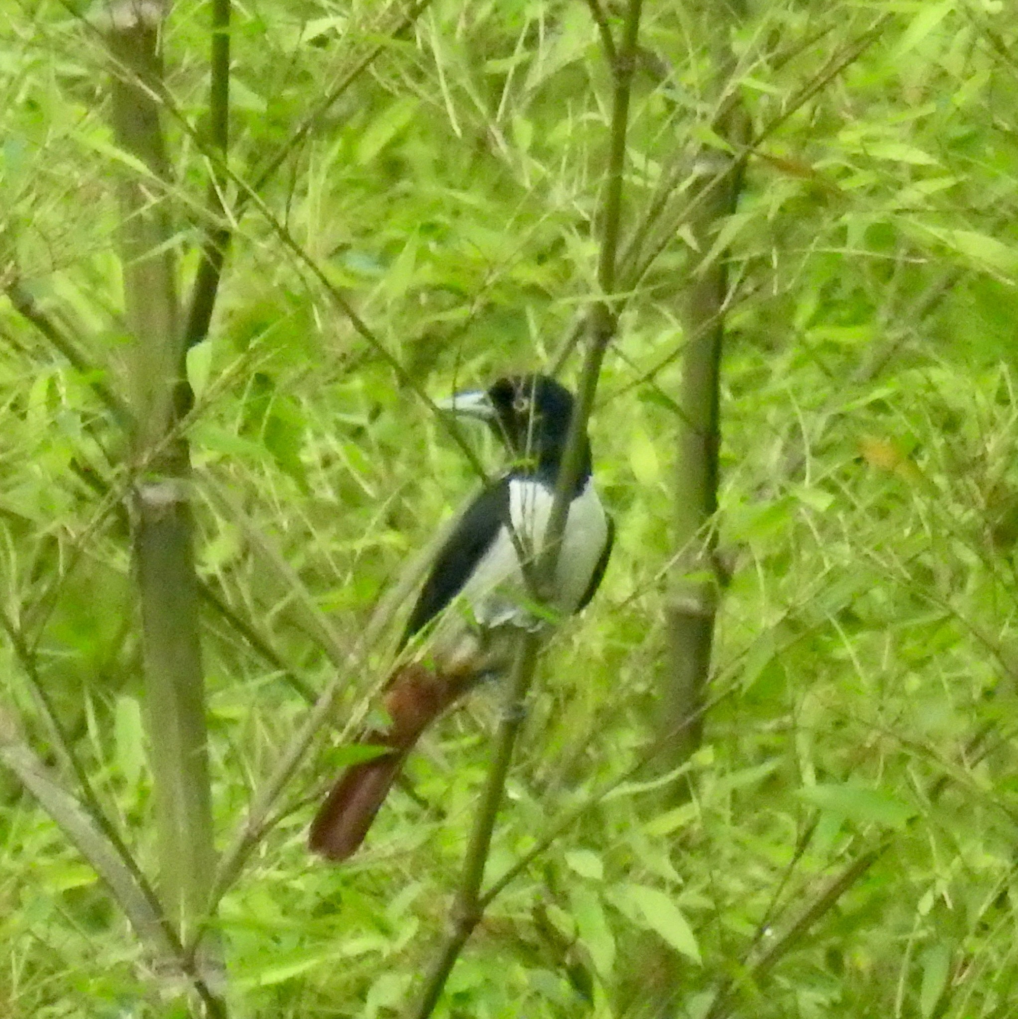 Silver Oriole (Oriolus mellianus), photo 2