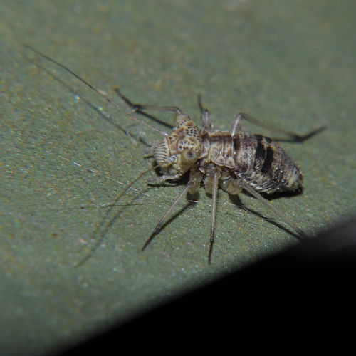 woodland barklouse