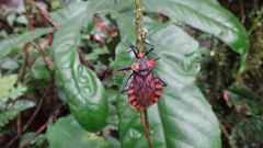 Spartocera pantomima