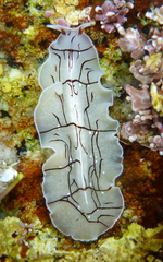 Eurylepta californica