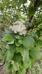 Karpatiosorbus bristoliensis