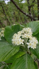 Karpatiosorbus bristoliensis