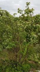 Karpatiosorbus bristoliensis