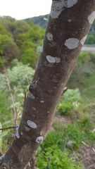 Karpatiosorbus bristoliensis