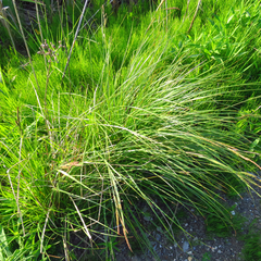 Carex emoryi