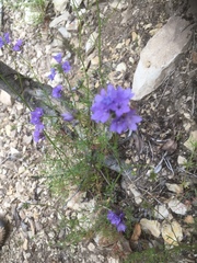 Gilia achilleifolia