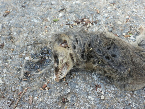 Yucatán Gray Mouse Opossum (Tlacuatzin gaumeri)