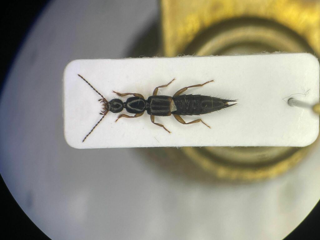 Tetartopeus tetricus