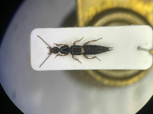 Tetartopeus tetricus
