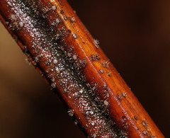 Hispidula dicksoniae