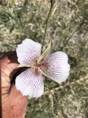 Calochortus striatus