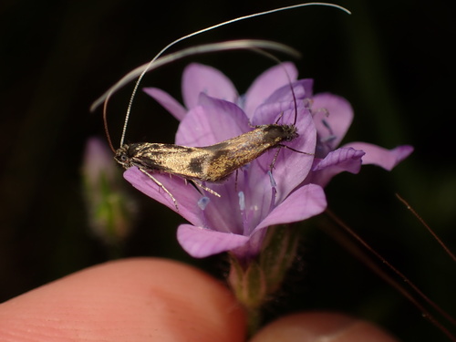iNaturalist observation photo of Adela singulella