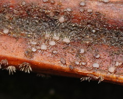 Hispidula dicksoniae