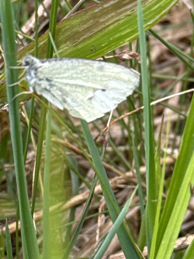 Small White from Silver Spring Blvd, Kunkletown, PA, US on May 15, 2024