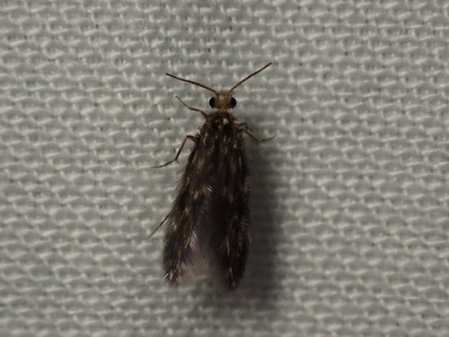 iNaturalist observation photo of Butterflies and Moths
