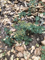 Lomatium repostum