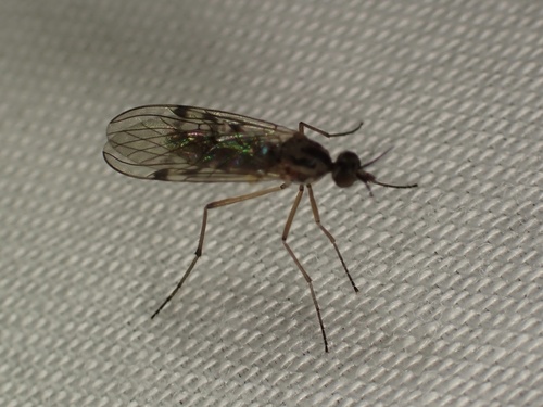 iNaturalist observation photo of Sylvicola punctatus
