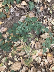 Lomatium repostum