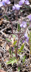Phacelia breweri