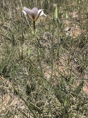 Calochortus striatus
